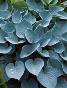 Хоста Халцион /1шт купить