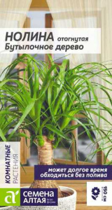 Нолина Бутылочное Дерево СА купить
