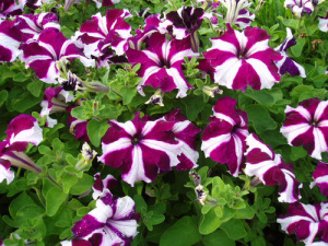 Петуния крупноцв. Тритуния Кримсон Стар (бургунди со звездой) 1шт П365/40 купить