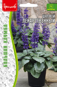 Шалфей Лекарственный купить