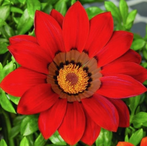 Гацания  Нью Дей Ред Шейдс (красная) 1шт Г107/24 купить