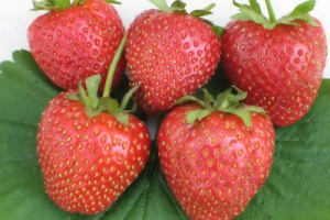 Земляника Московская ранняя (ранний,крупнопл.) купить