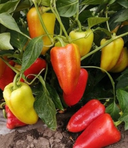 Перец  Алтайский плодовитый рассада 1шт купить