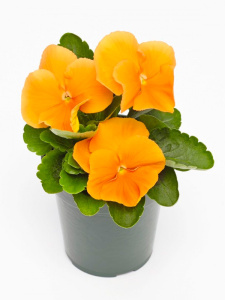 Виола Виттрока Инспайр Оранж Плюс (оранж.) 1шт В215 купить