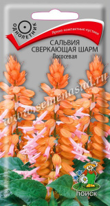 Сальвия сверкающая Шарм Лососевая купить