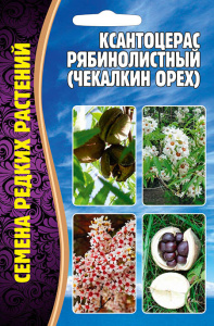Ксантоцерас Рябинолистный (Чекалкин орех) купить