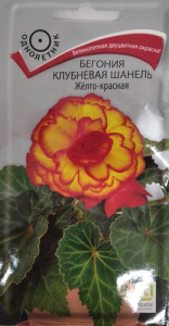Бегония клубневая Шанель  Желто-красная  купить