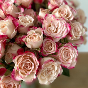 Роза Рефлекс купить