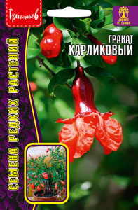 Гранат Карликовый купить