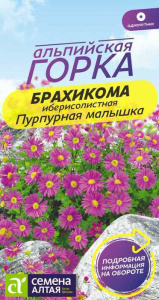 Брахикома Пурпурная малышка Альпийская горка купить