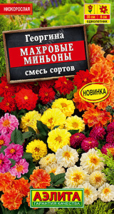 Георгина Махровые миньоны, смесь сортов купить
