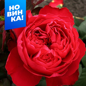 Роза Травиата купить