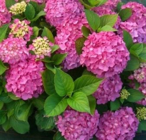 Гортензия Фриденштейн крупнолистовая ЦК купить