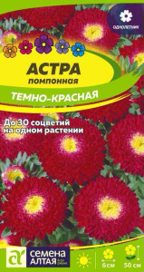 Астра Темно-красная помпонная купить