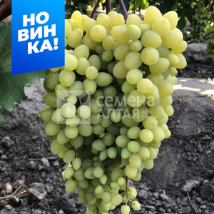 Виноград Кишмиш Бесподобный купить
