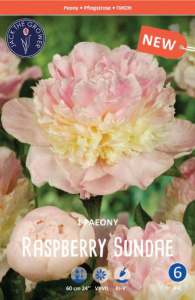 Пион Расбери Сандей /1шт купить