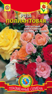 Роза полиантовая  купить