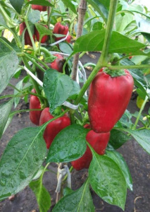 Перец  Цесаревич рассада 1 шт купить