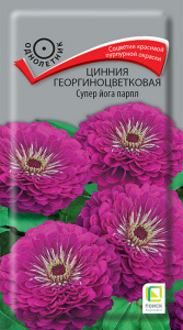 Цинния Супер йога парпл георгиноцветковая  купить