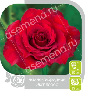 Роза Эксплорер купить