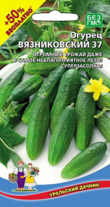 Огурец Вязниковский 37 купить