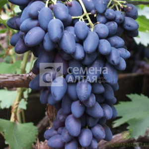 Виноград Кармен купить
