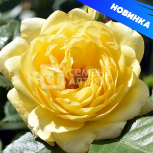 Роза Анни Дюпрей купить