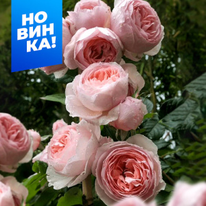 Роза Ля роз оптимист купить