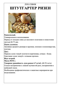 Лук Штутгартен Ризен фото А5 купить