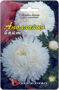 Астра Аполлония Вайт  купить