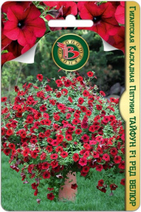 Петуния Тайфун F1 Ред Велюр гигантская каскадная  купить