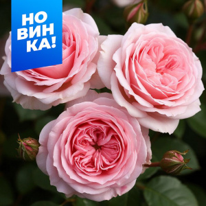 Роза Кейра купить