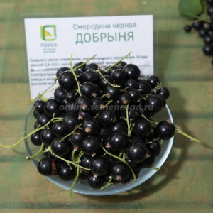 Смородина Добрыня черная (С2) Г купить