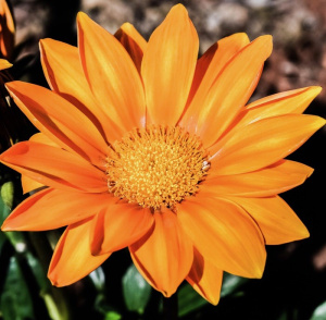 Гацания  Нью Дей Клие Оранж (оранж.) 1шт Г101/24 купить