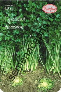 Сельдерей Нежный /1шт купить