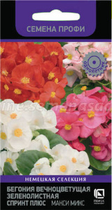 Бегония Спринт Плюс Макси Микс вечноцв. купить