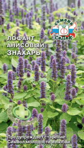 Лофант анисовый Знахарь  купить