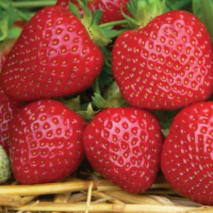 Земляника Джайв купить