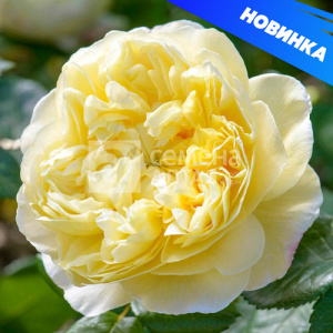 Роза Чарльз Дарвин купить