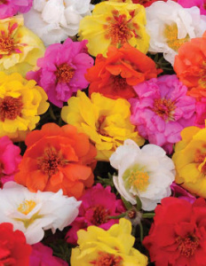 Портулак махровый Стопвотч Формула Микс (смесь) 1шт П700/54 купить