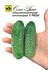 Огурец Рисан F1  купить