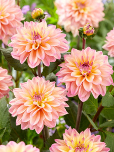 Георгина декоративная Mondriaan /1шт купить