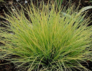 Овсянница в ассортименте смесь рассада 1шт купить