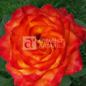 Роза Хай Меджик