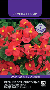 Бегония Бада Бинг Скарлет вечноцв. зеленолист. купить