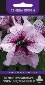 Петуния Бордовые Жилки грандифлора призм  купить