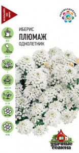 Иберис Плюмаж зонтичный Уд. с. купить