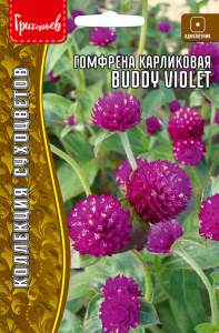 Гомфрена Buddy Violet карликовая   купить