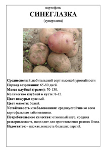 Картофель Синеглазка 2016 А5 фото купить