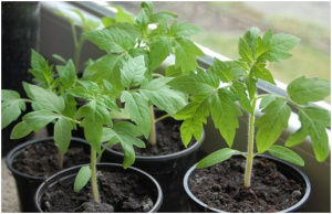 Томат декор. Миниатюр Ред Робин (черри красный) С1 1шт об096 купить